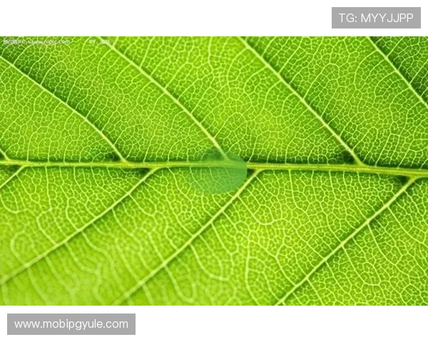 PG电子app官方入口助力打造绿色公平的线上博彩环境赢得行业认可